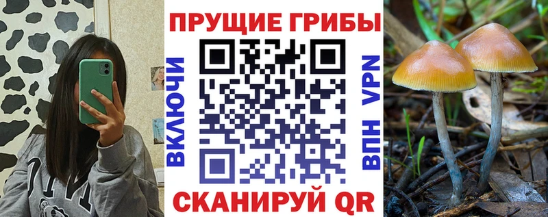 дарнет шоп  Когалым  Псилоцибиновые грибы Psilocybe 